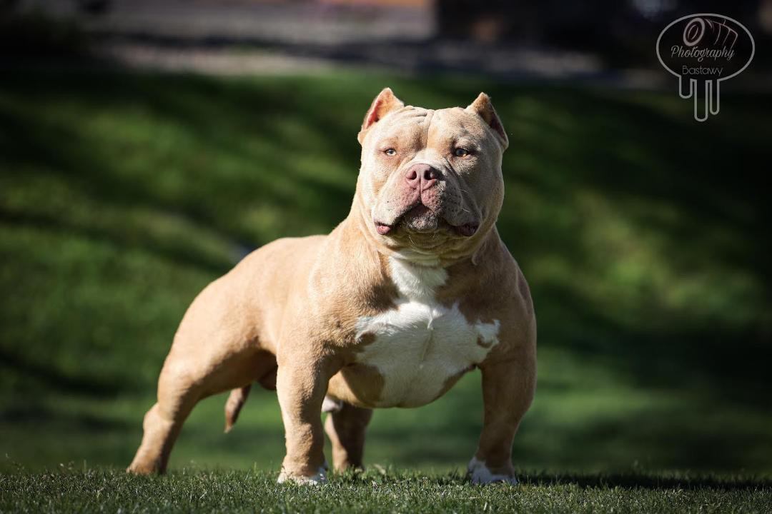 POLO DA DON